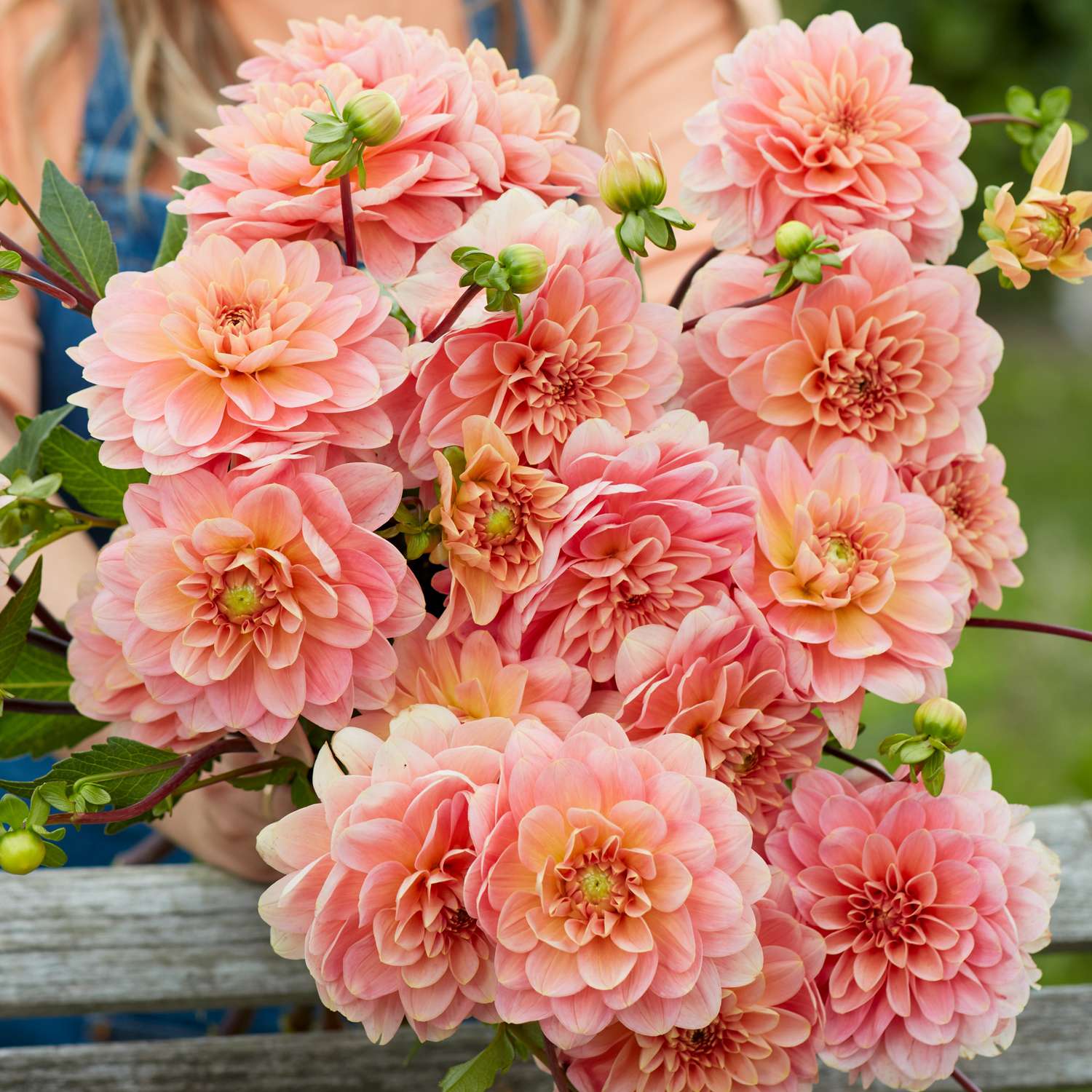 Daalia 'Rosario'